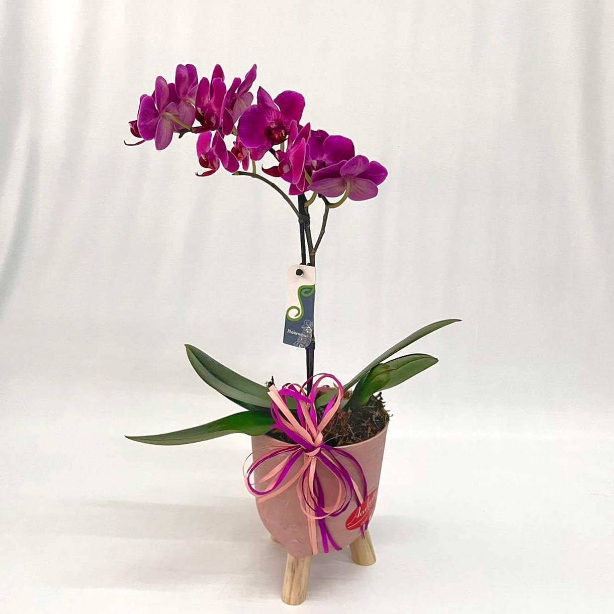 Mini Orqudea Phalaenopsis no Cachepot Brulet