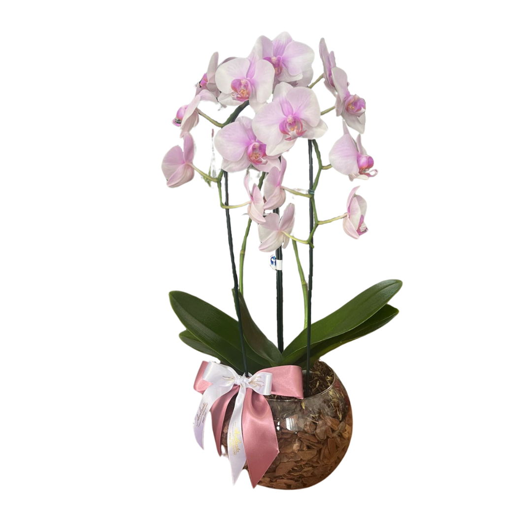 Dupla Orqudea Phalaenopsis em Aqurio de vidro