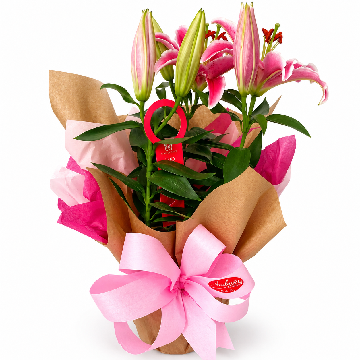 Perfumado L�rio Rosa
