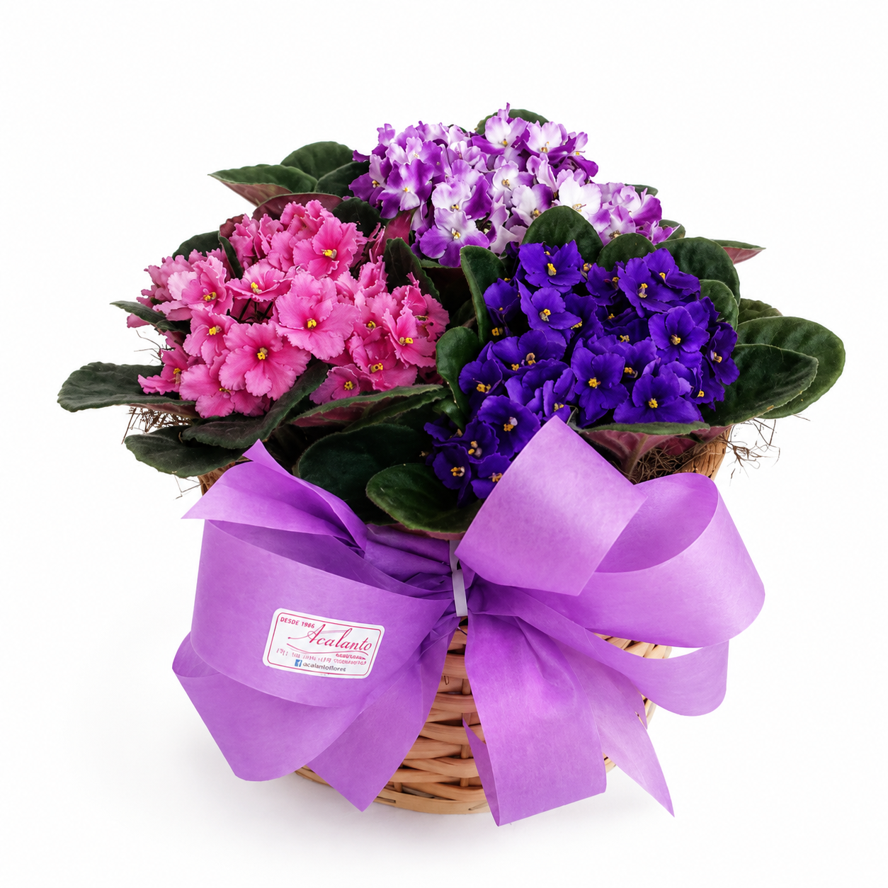Conjunto de Violetas