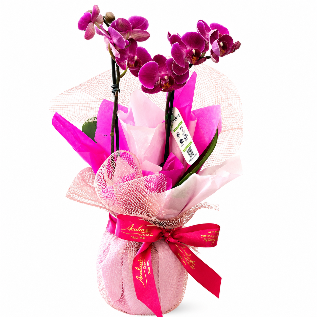 Delicadas Mini Orqu�dea Phalaenopsis na Tela