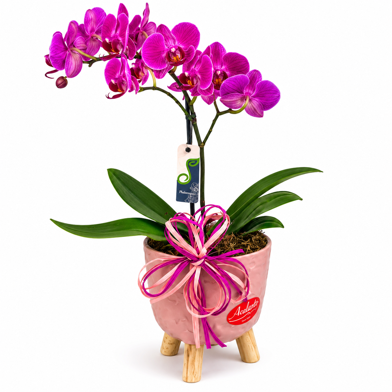 Mini Orqu�dea Phalaenopsis no Cachepot Brulet