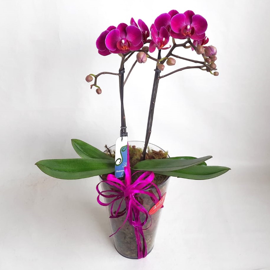 Mini Orqudea Phalaenopsis Rosa no Cachepot