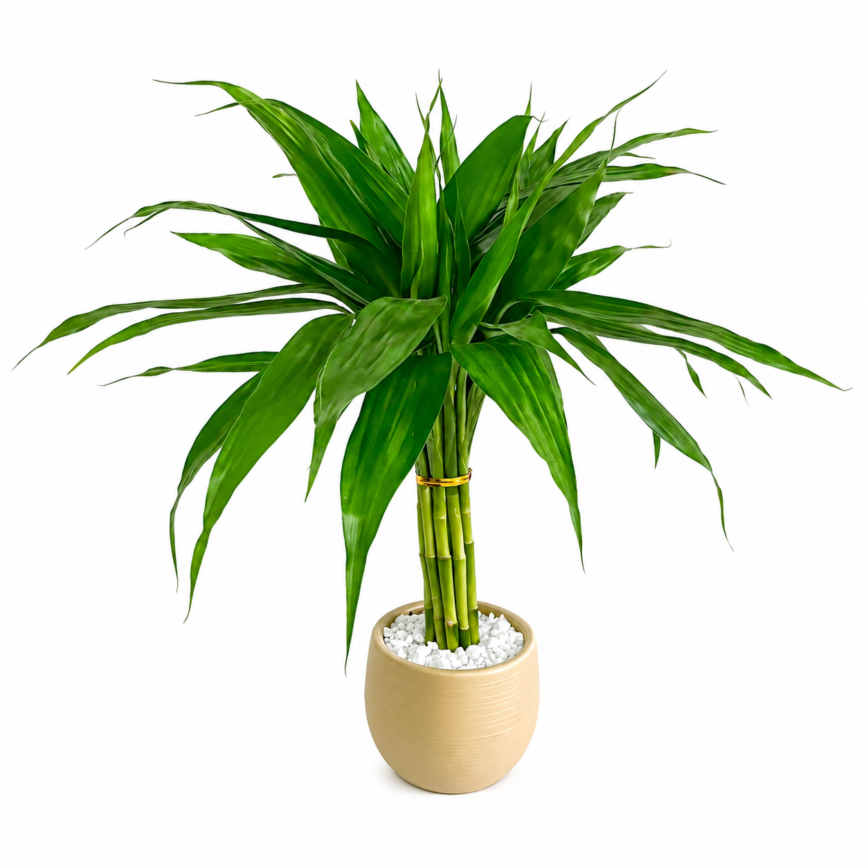 Bambu da Sorte em vaso G