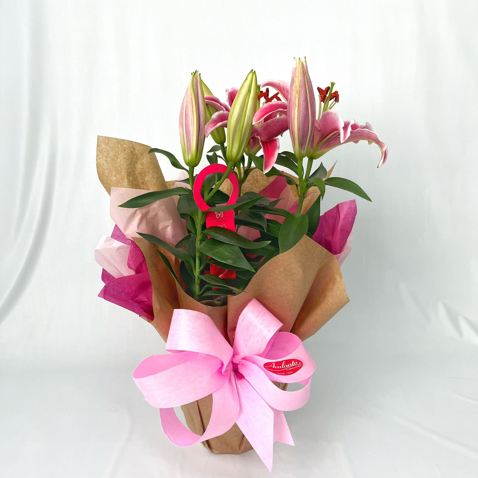 L�rio Rosa Perfumado