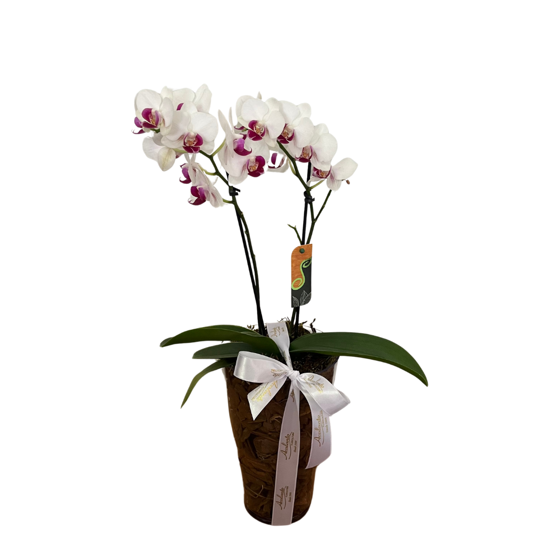 Mini Orqu�dea Phalaenopsis Branca no Cachepot