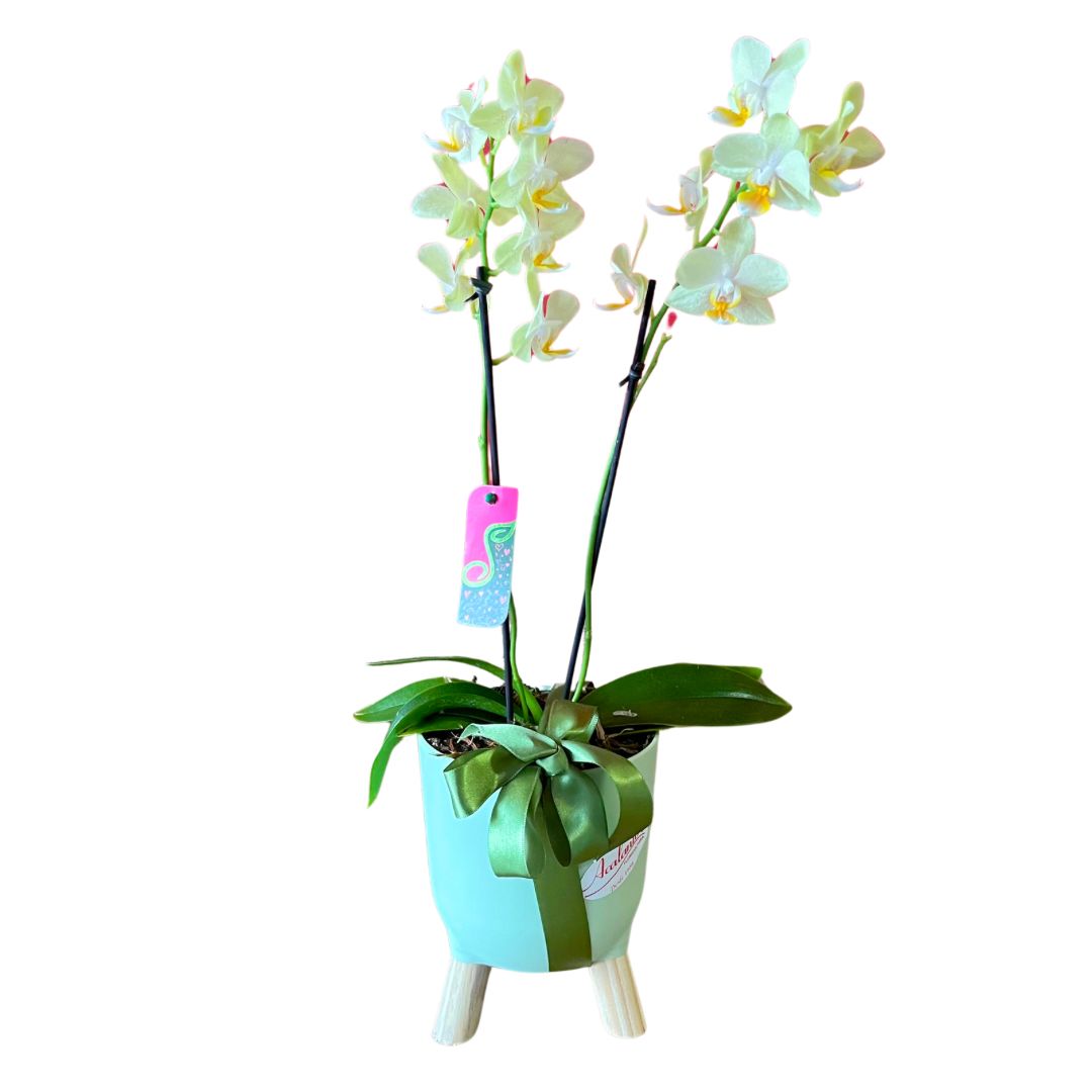 Mini Orqudea Phalaenopsis Cachepot Brulet