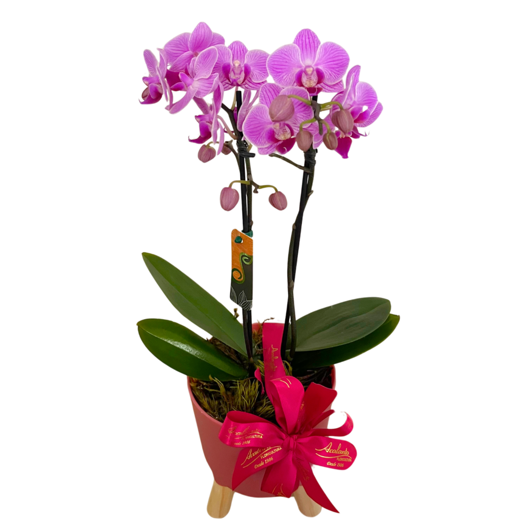 Mini Orqudea Phalaenopsis Cachepot Brulet