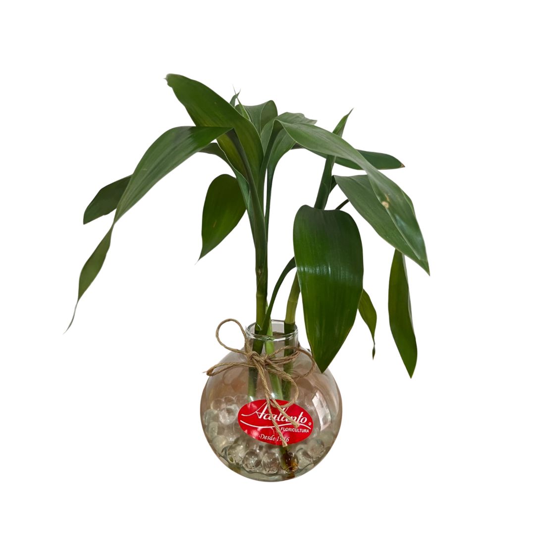 Bambus da sorte em vaso vidro bolinha