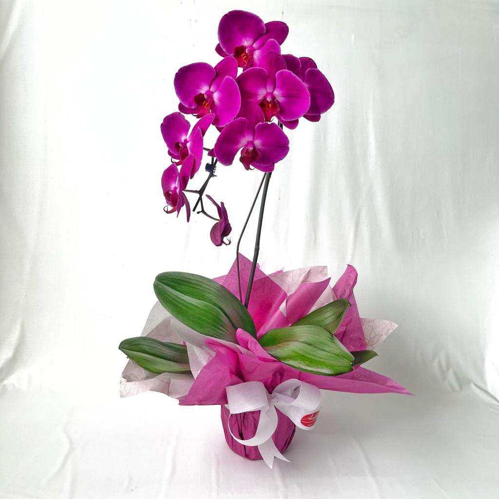 Orqu�dea Phalaenopsis decorada