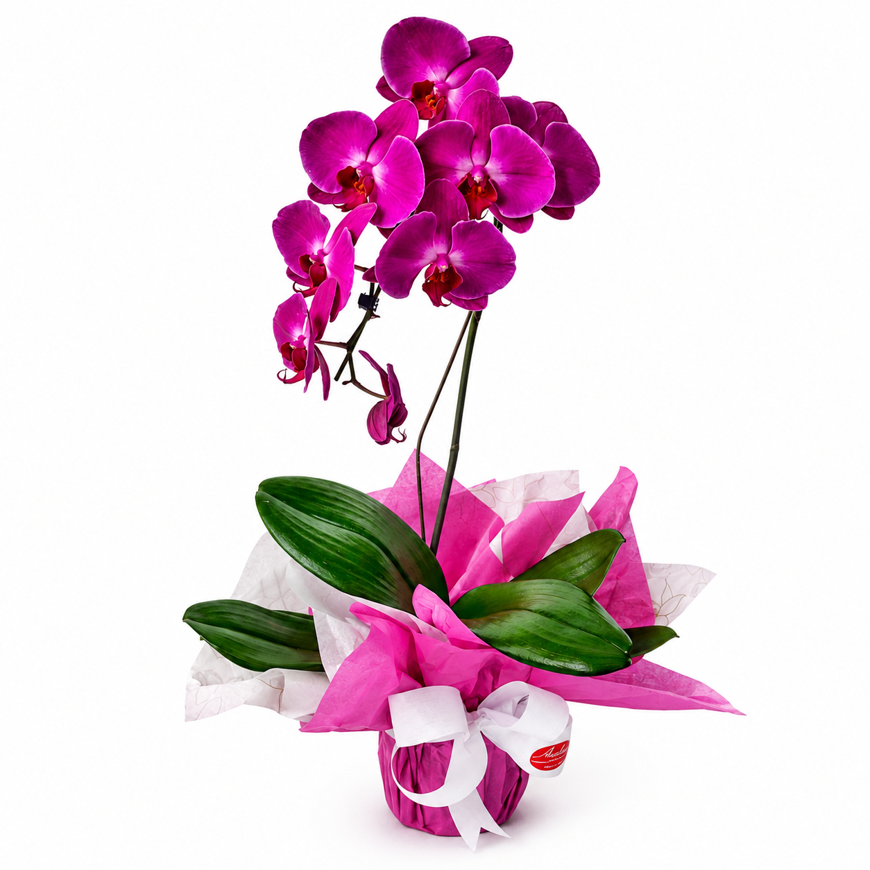 Orqu�dea Phalaenopsis Roxa Decorada