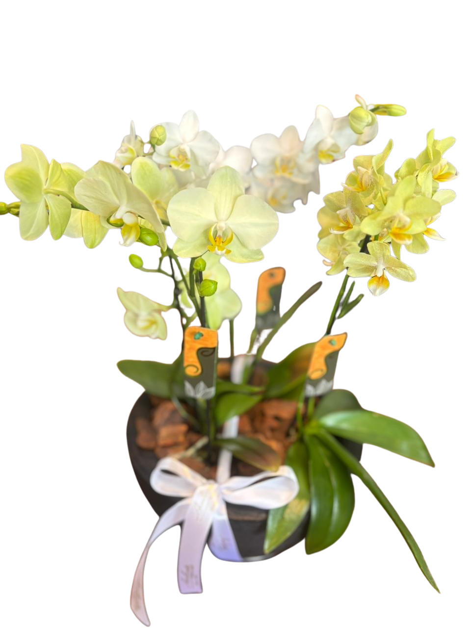 Bacia com 6 hastes de Mini orqu�deas Phalaenopsis