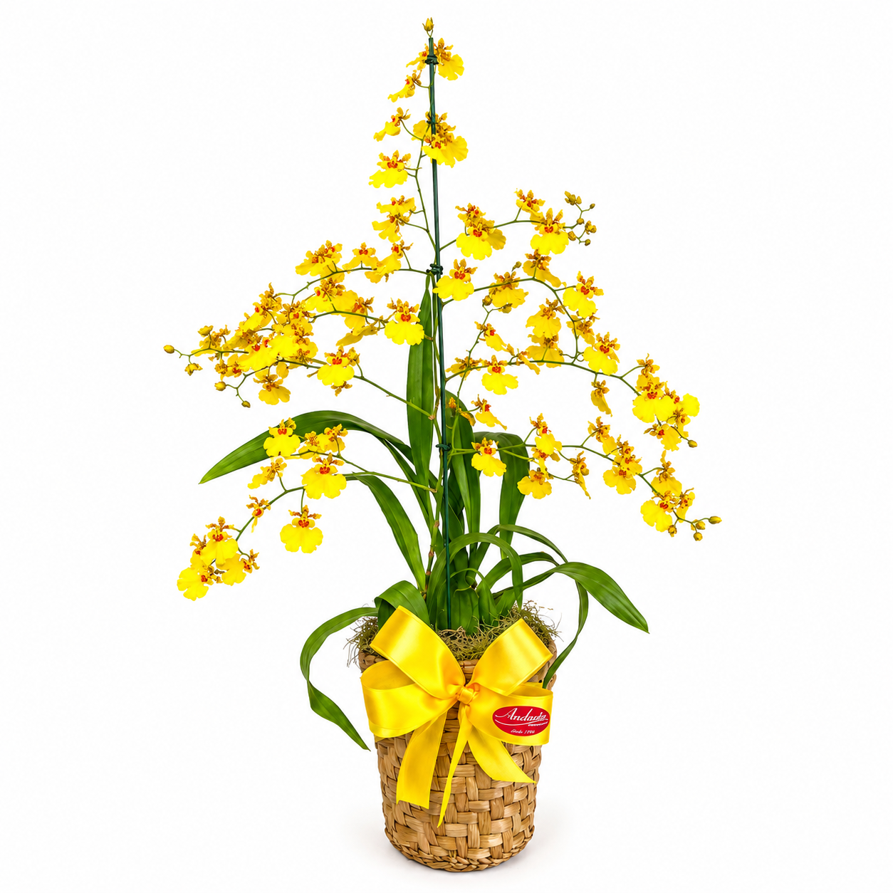 Orqu�dea Chuva de Ouro em Cachepot