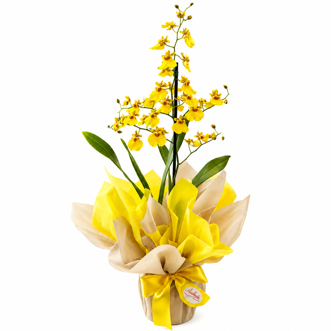 Orqu�dea Chuva de Ouro Decorada