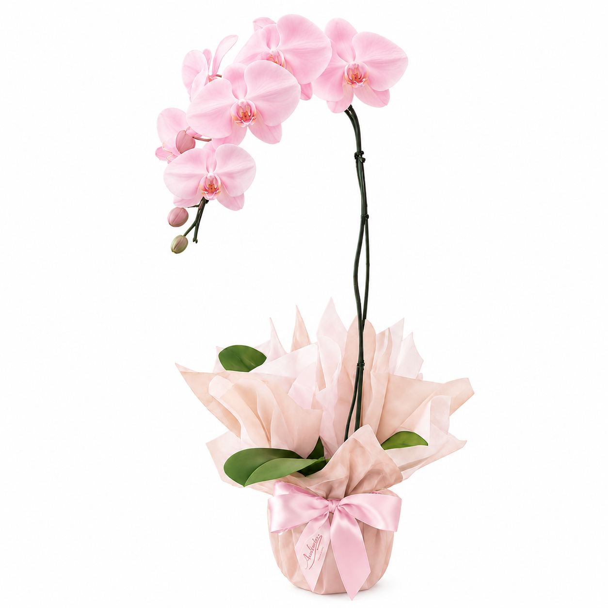 product-details