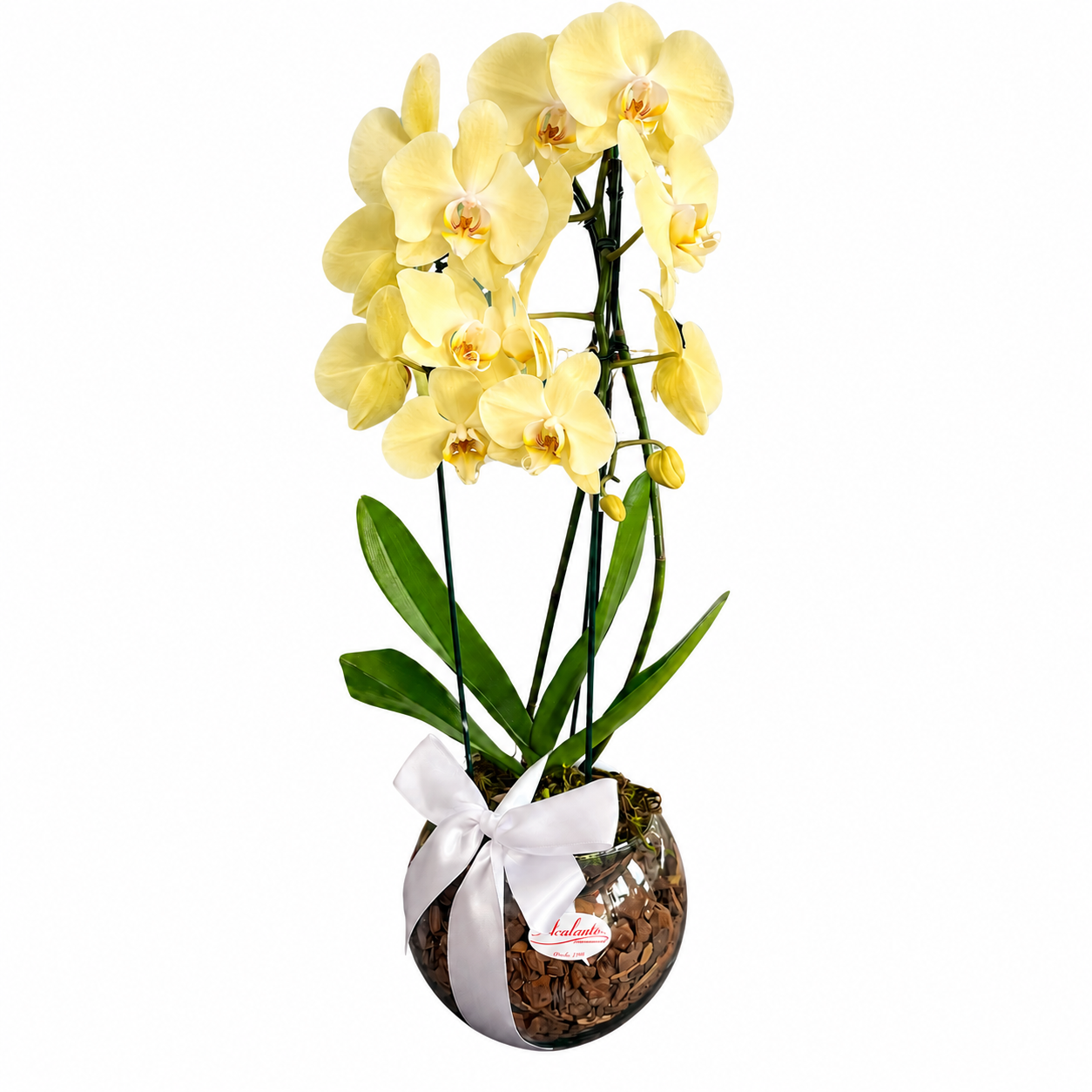 Dupla Orqu�dea Phalaenopsis Amarelo em Vaso de Vidro