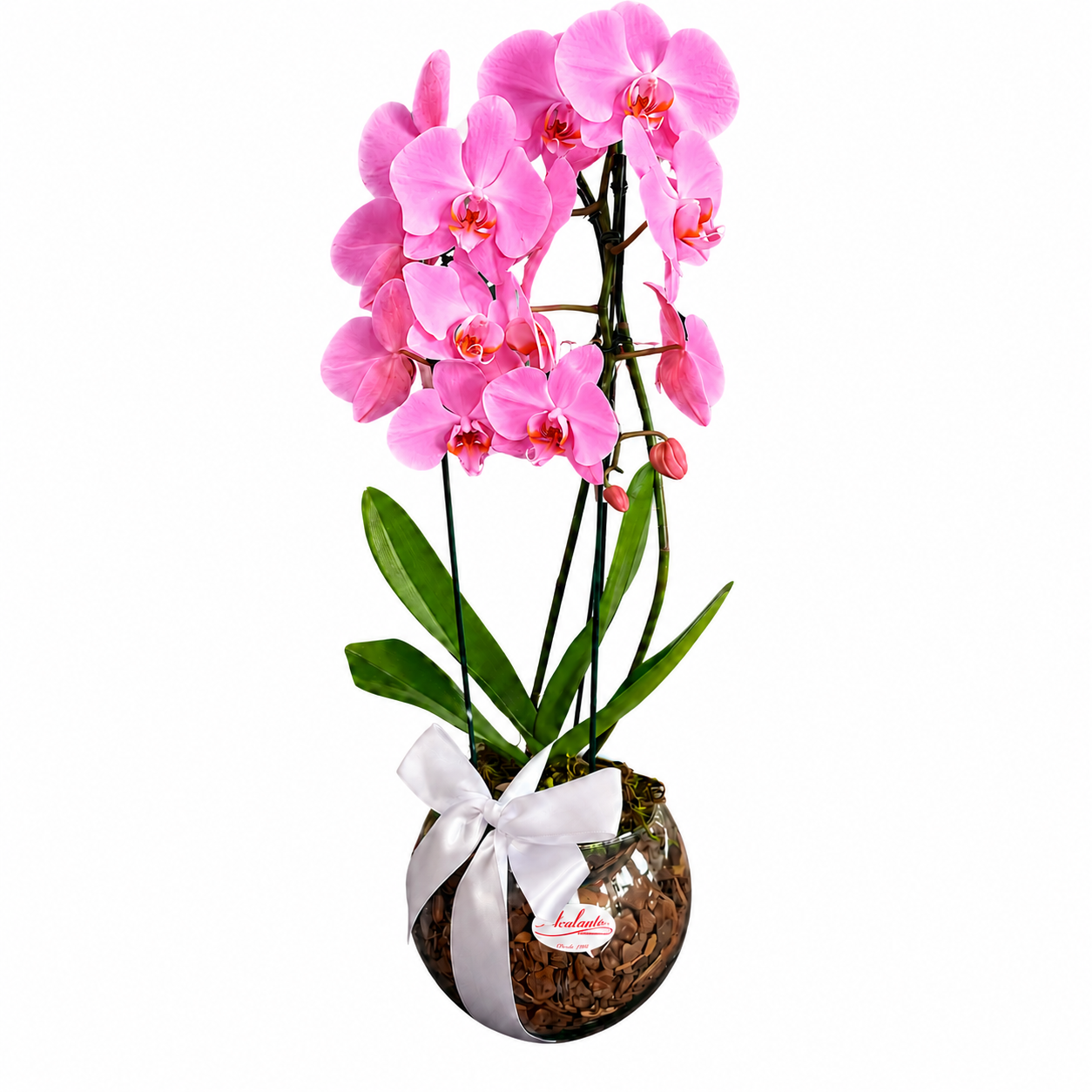 Dupla Orqu�dea Phalaenopsis Pink em Vaso de Vidro