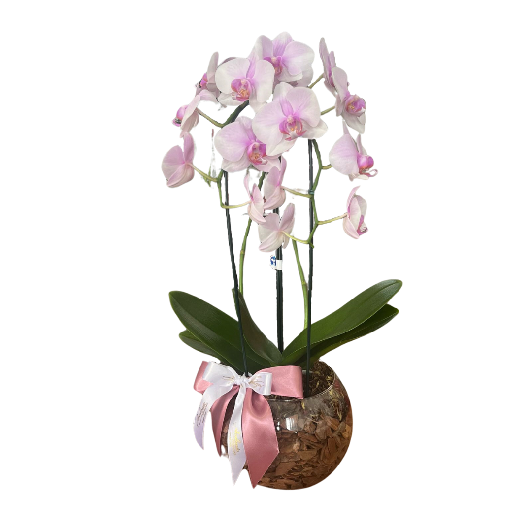 Dupla Orqu�dea Phalaenopsis em Vaso de Vidro