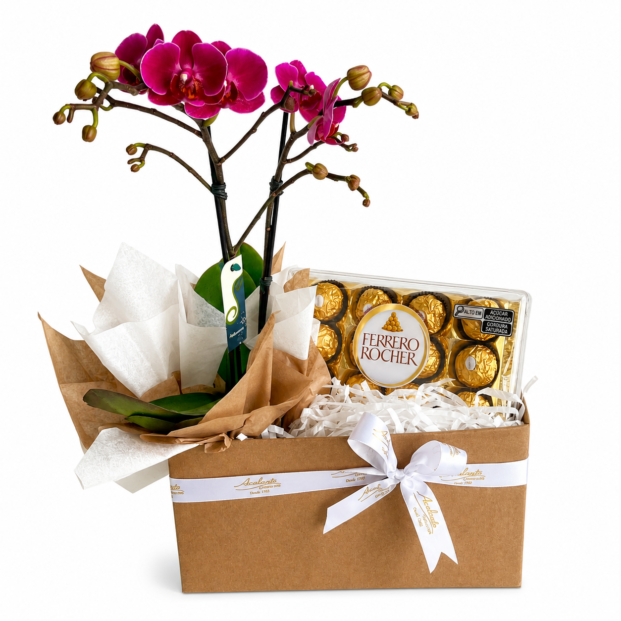 Mini Orqu�dea Doce Gratid�o