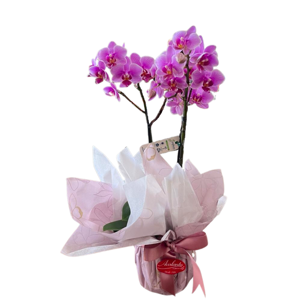 Delicadas Mini Orqu�deas Phalaenopsis